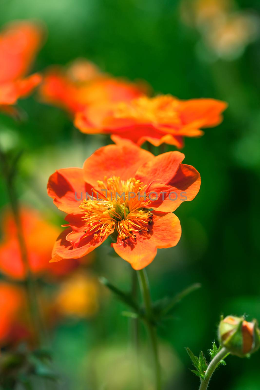 Beautiful spring red garden flowers