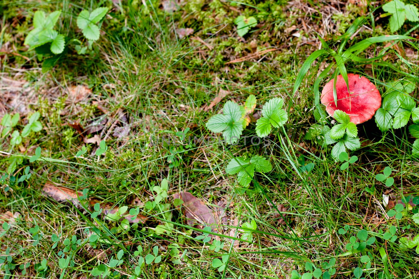 A red mushroom on green grass
