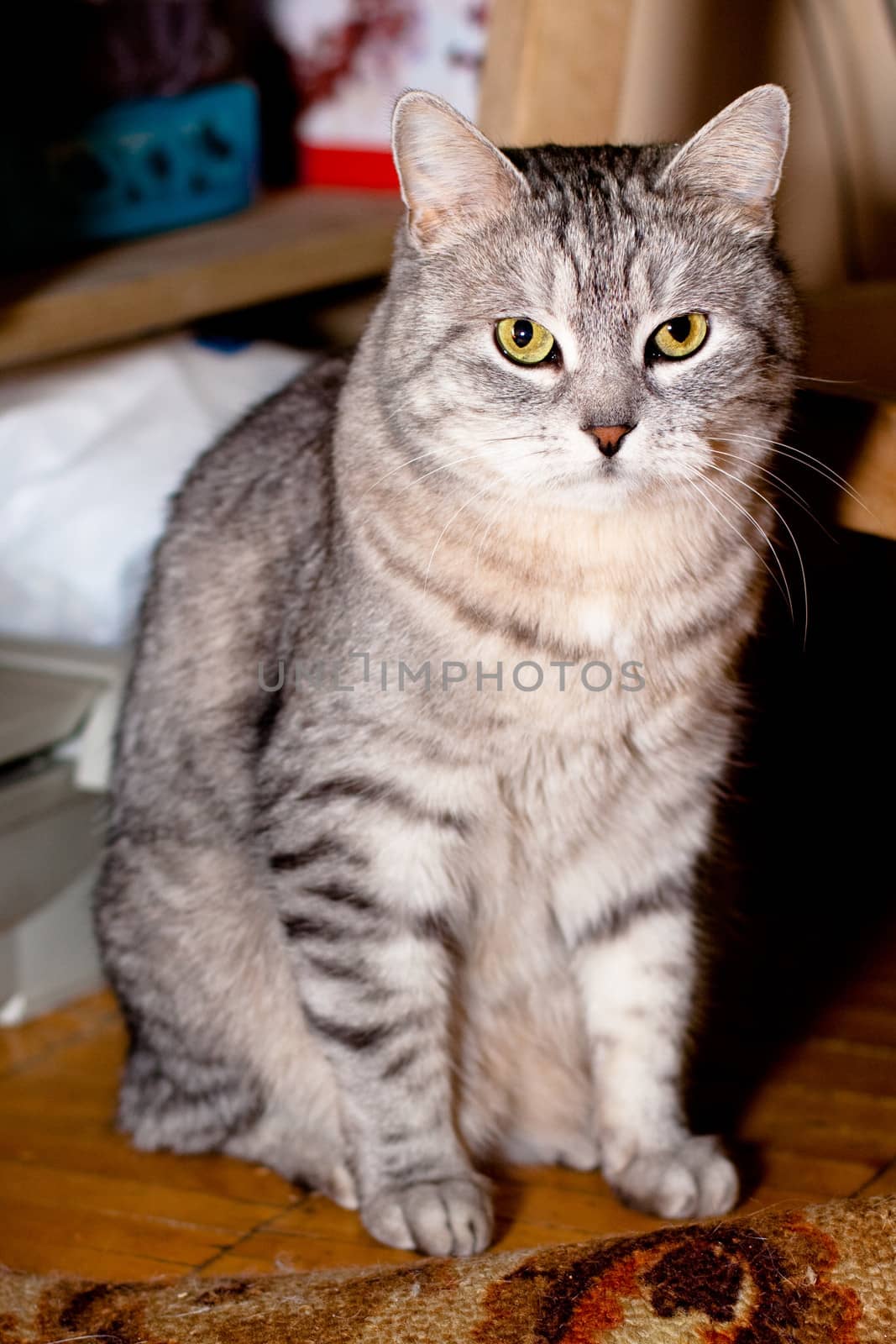 A sitting grey tabby cat
