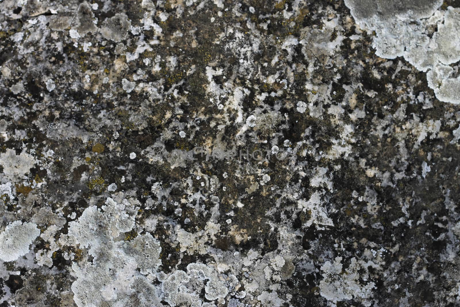 Natural background with a stone and the moss
