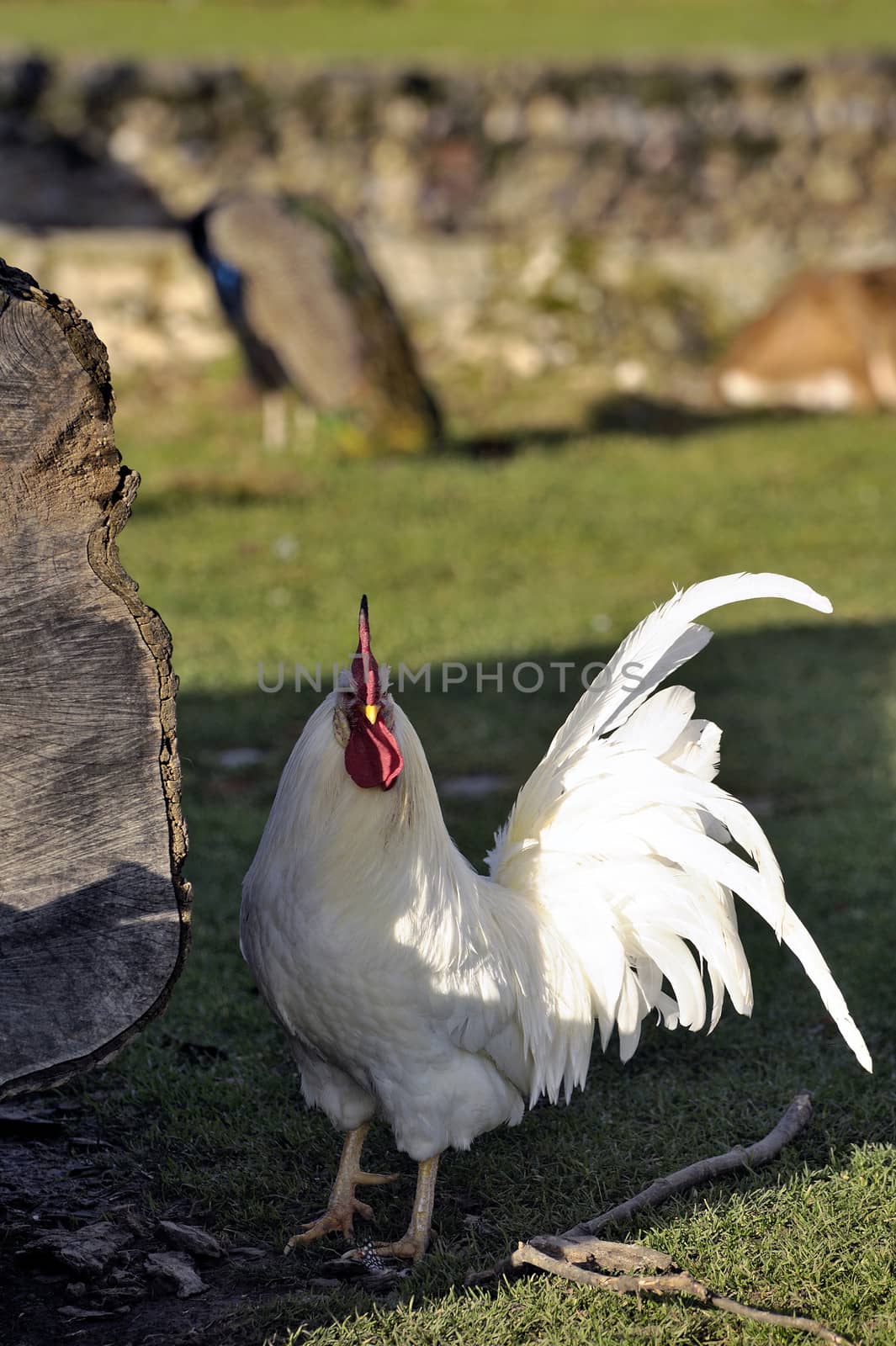 cock in the farmyard by gillespaire