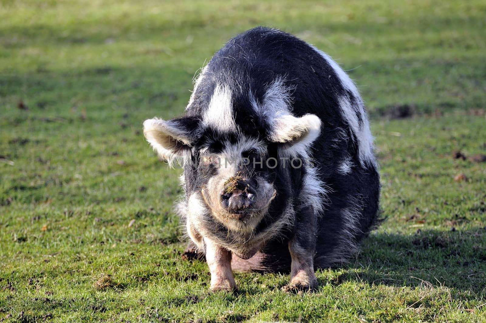 pig in the barnyard by gillespaire