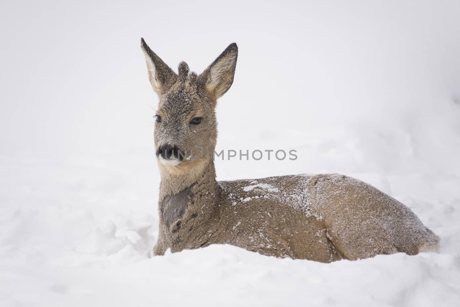 Deer resting in snow by GryT