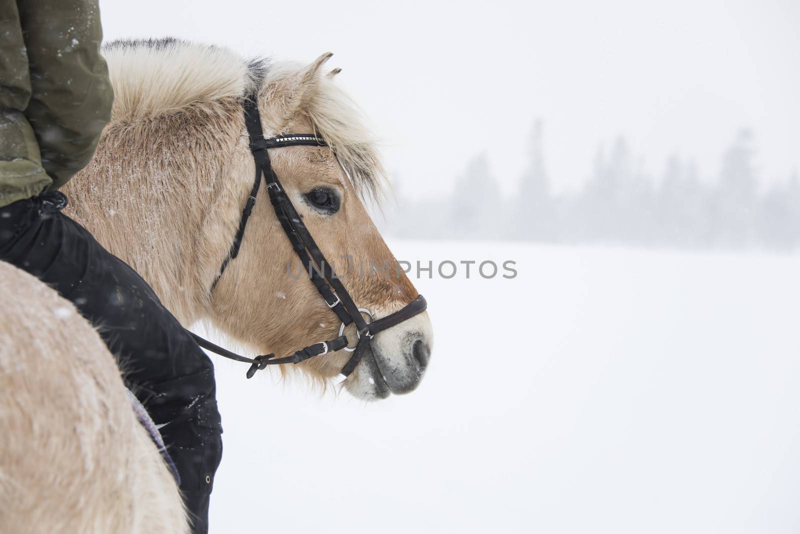 A person is riding a horse in a winter landscape.  Seen from behind. Snowflakes visible.