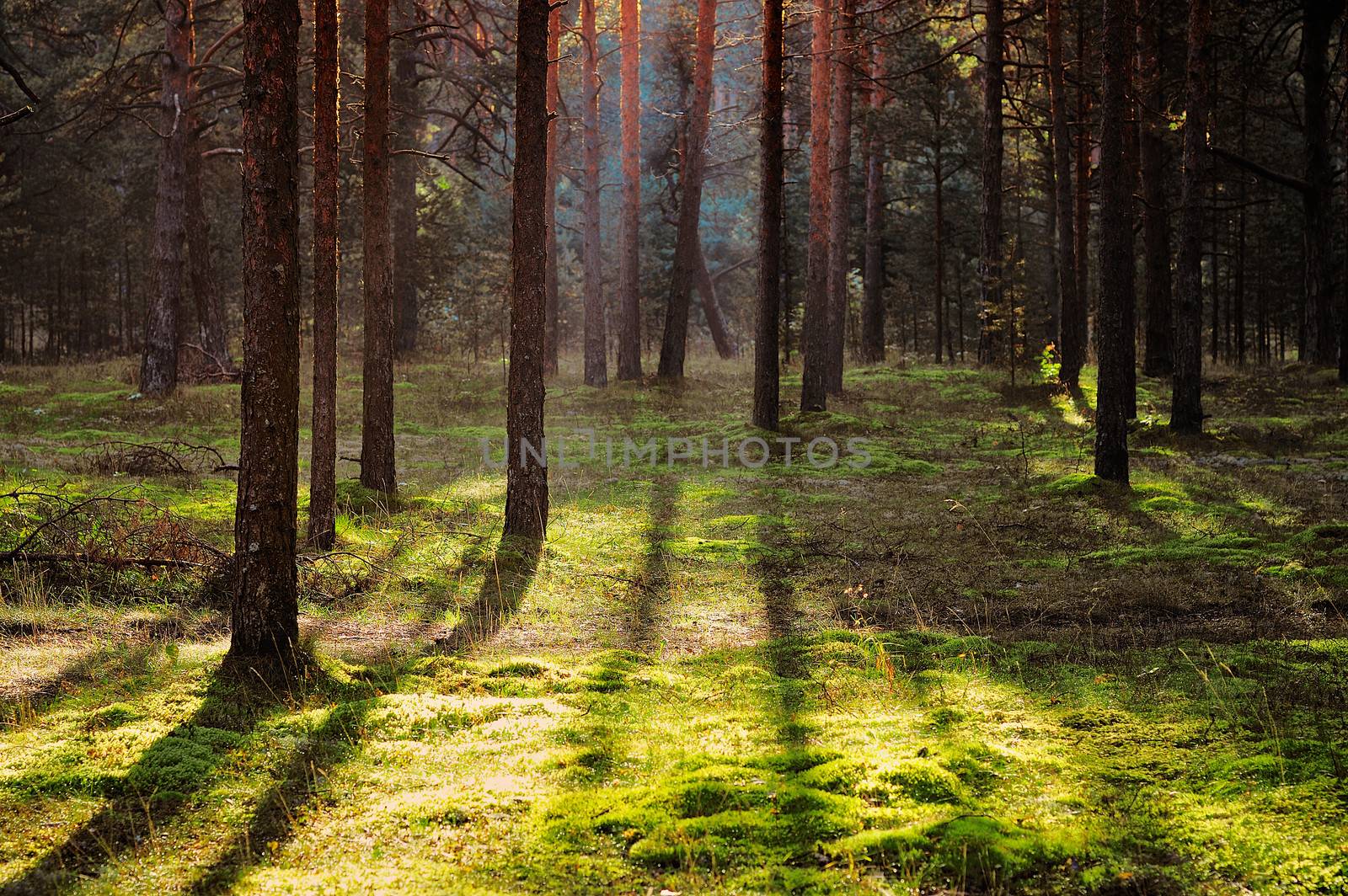 Pine forest by styf22