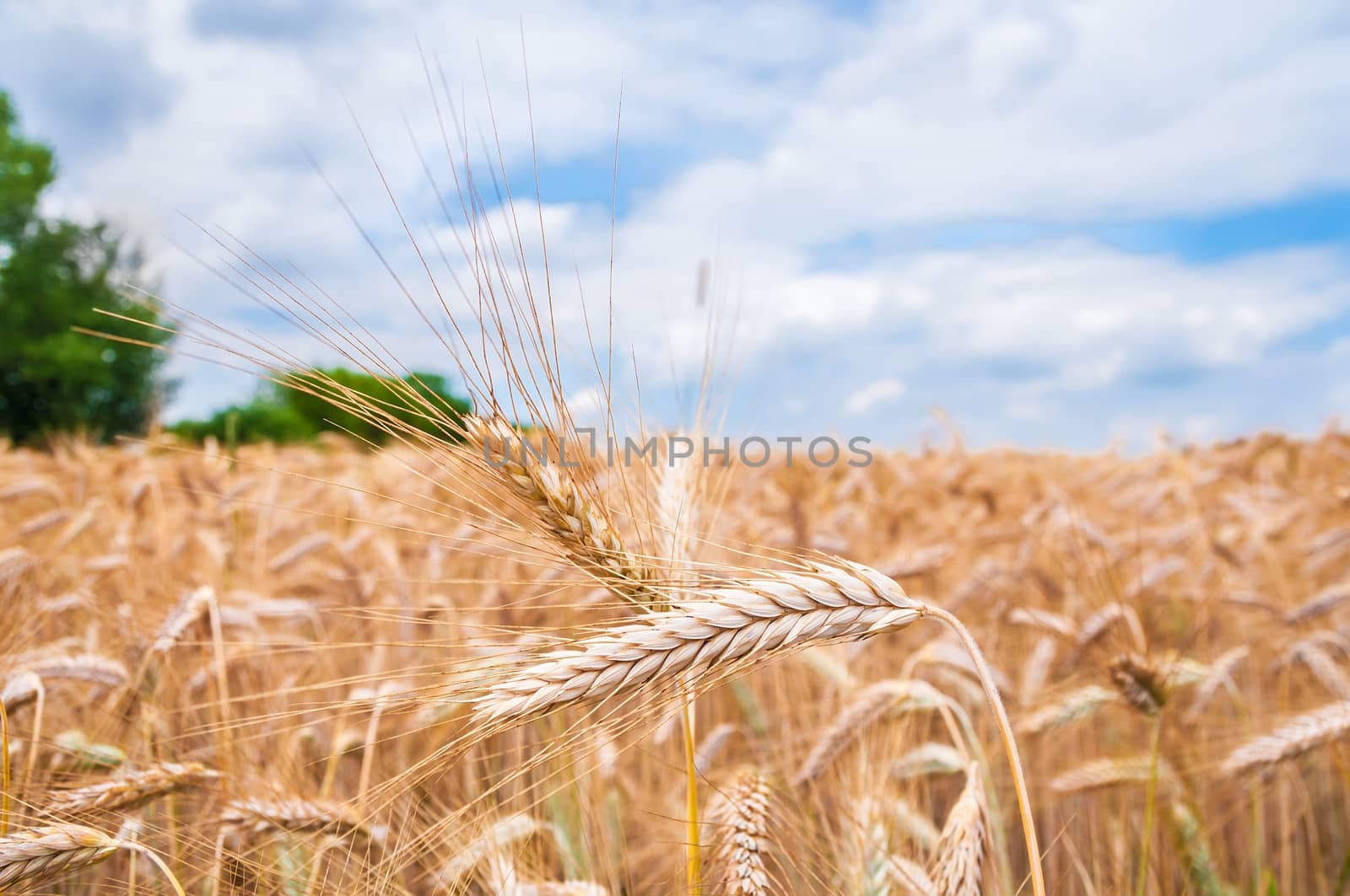 Close up of the natural wheat ears growing on field