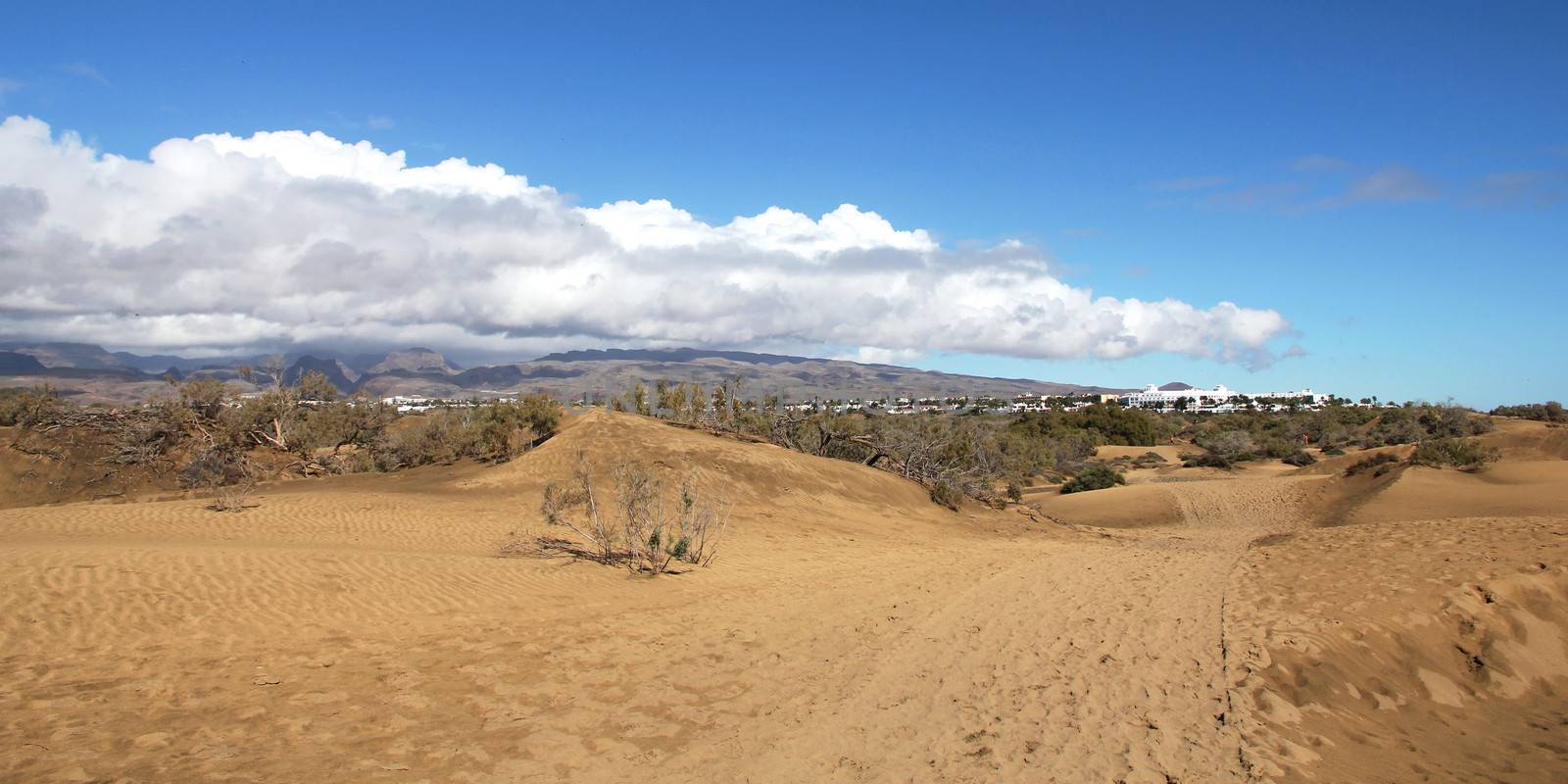 Spain. Canary Islands. Gran Canaria island. Dunes of Maspalomas