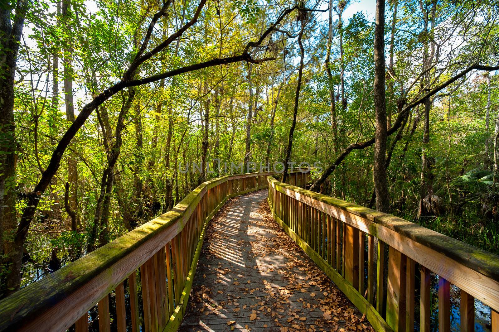 Wooden bridge in a forest, Kirby Storter Roadside Park, Ochopee, Collier County, Florida, USA