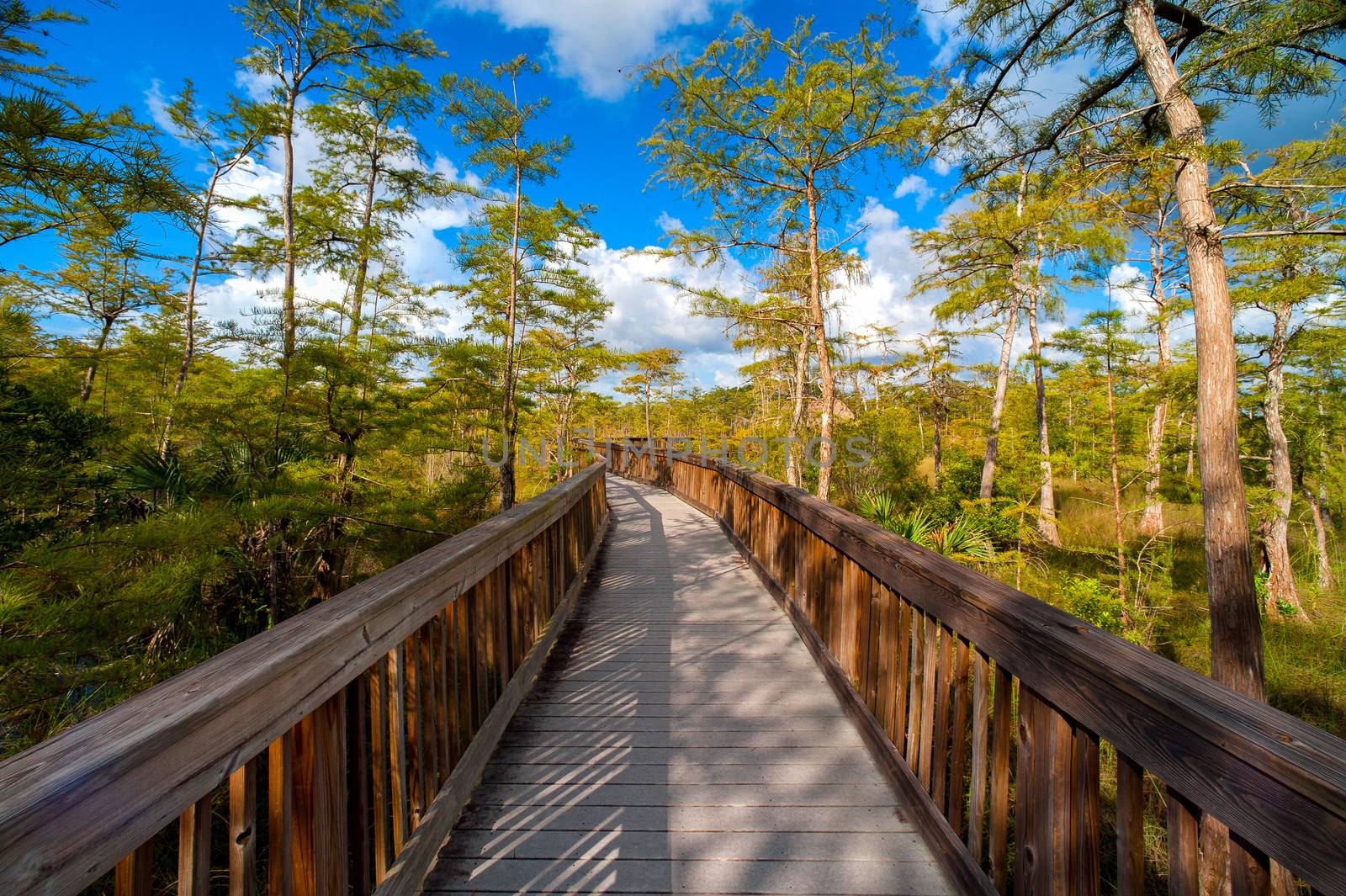 Wooden bridge in a forest, Kirby Storter Roadside Park, Ochopee, Collier County, Florida, USA