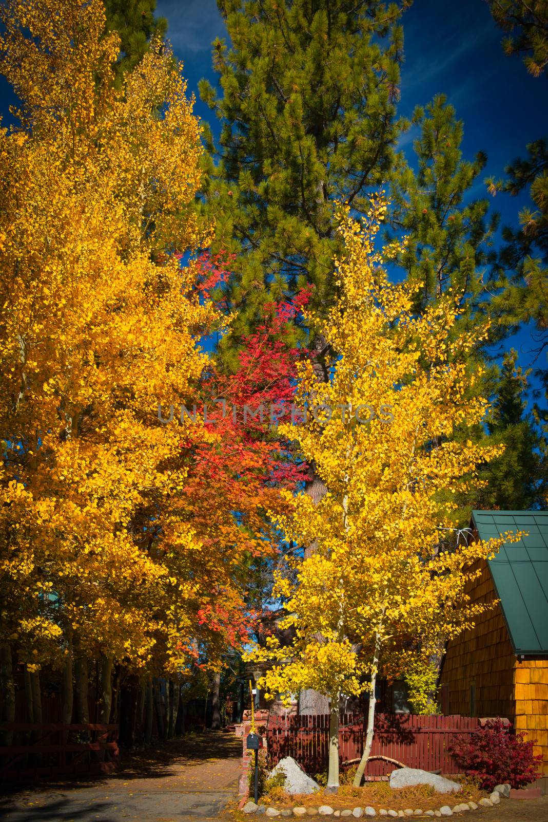Autumn trees by CelsoDiniz