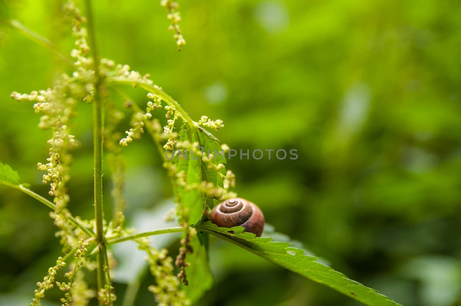 Snail sitting on the leaf of nettle