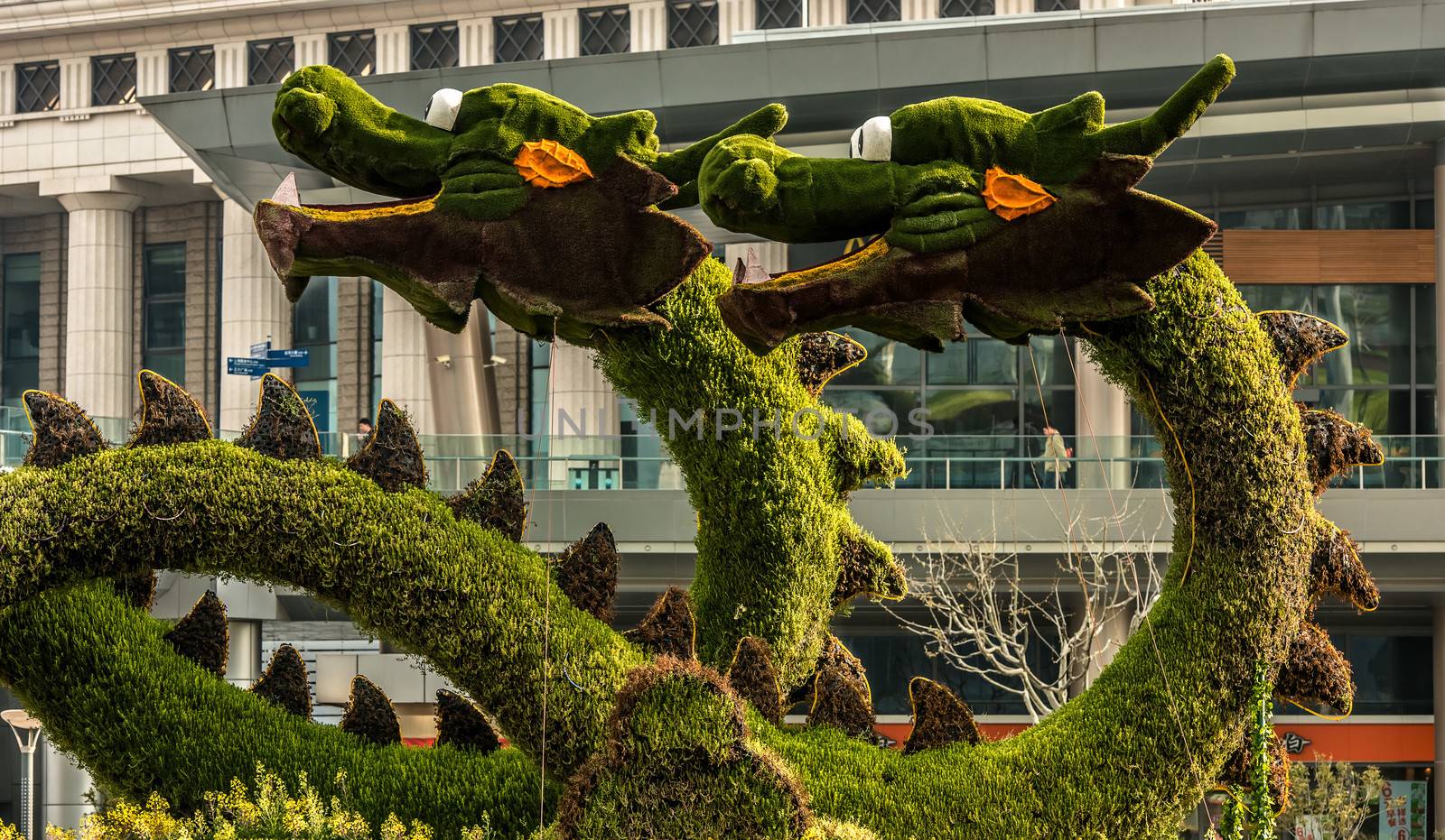 Shanghai, China - April 7, 2013: dragons sculptured trees in pudong at the city of Shanghai in China on april 7th, 2013