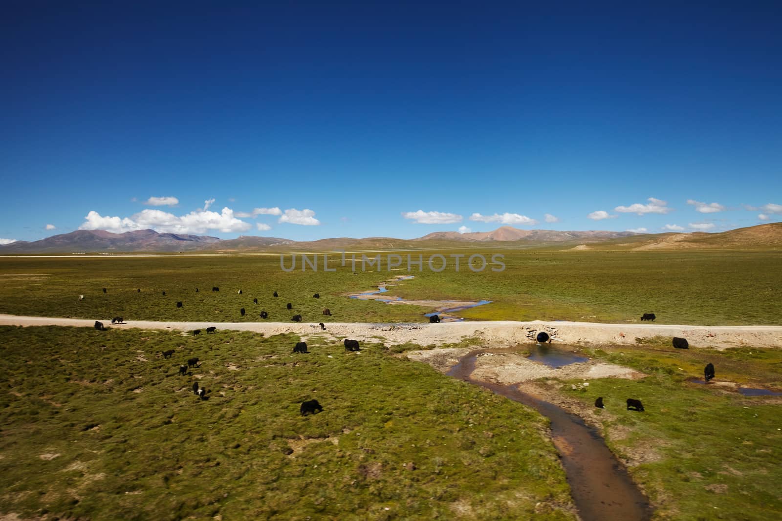 Tibetan yak in green plains with mountain landscape in the background