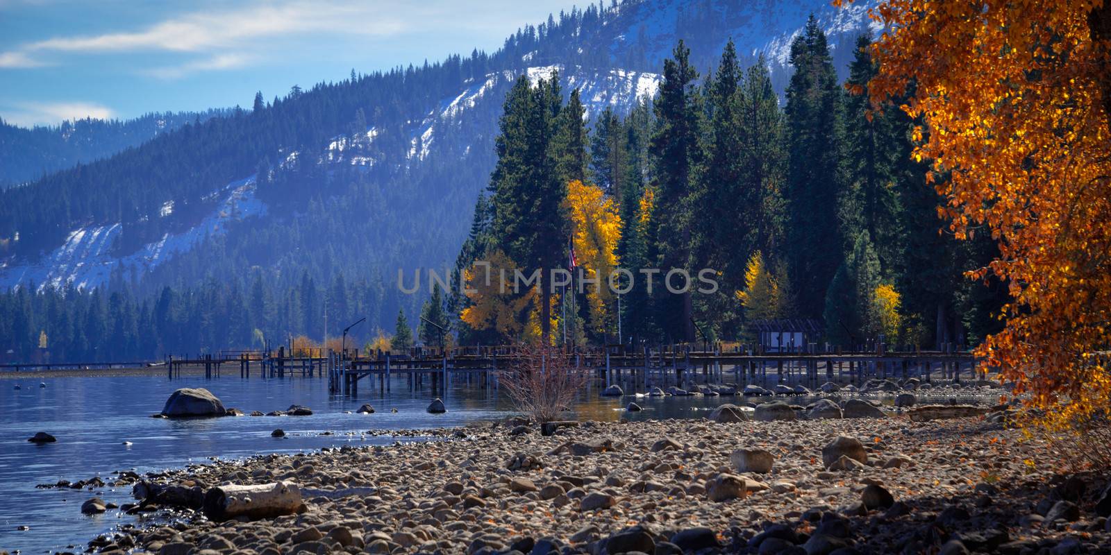 Trees in a forest at the lakeside, Lake Tahoe, California, USA