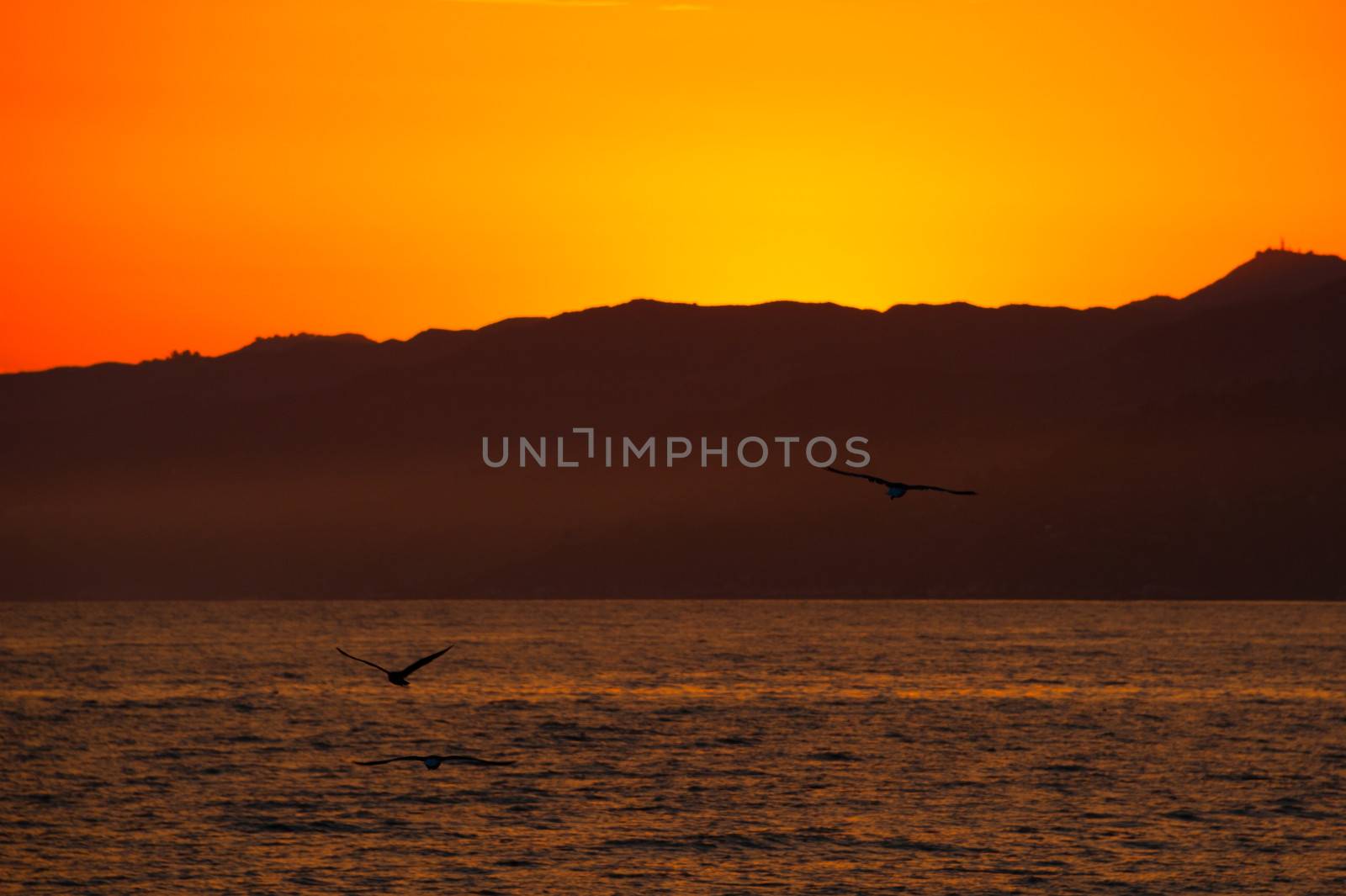 Birds flying over an Pacific ocean, Santa Monica, Los Angeles County, California, USA
