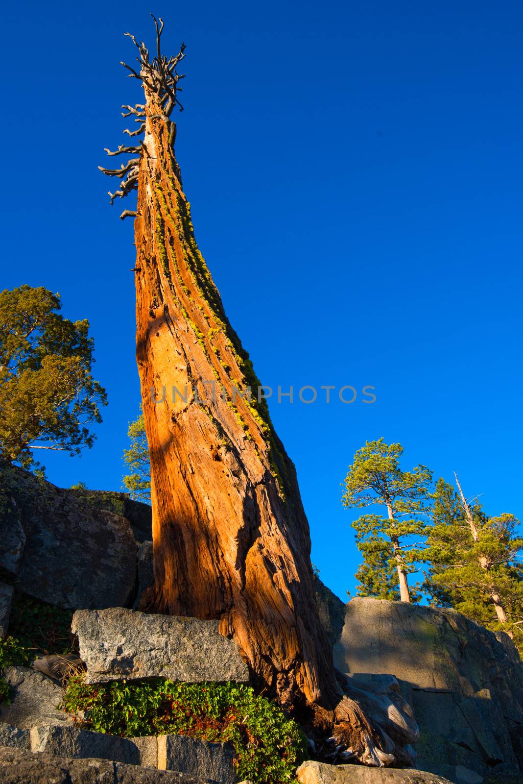 Low angle view of a dead tree, Lake Tahoe, California, USA
