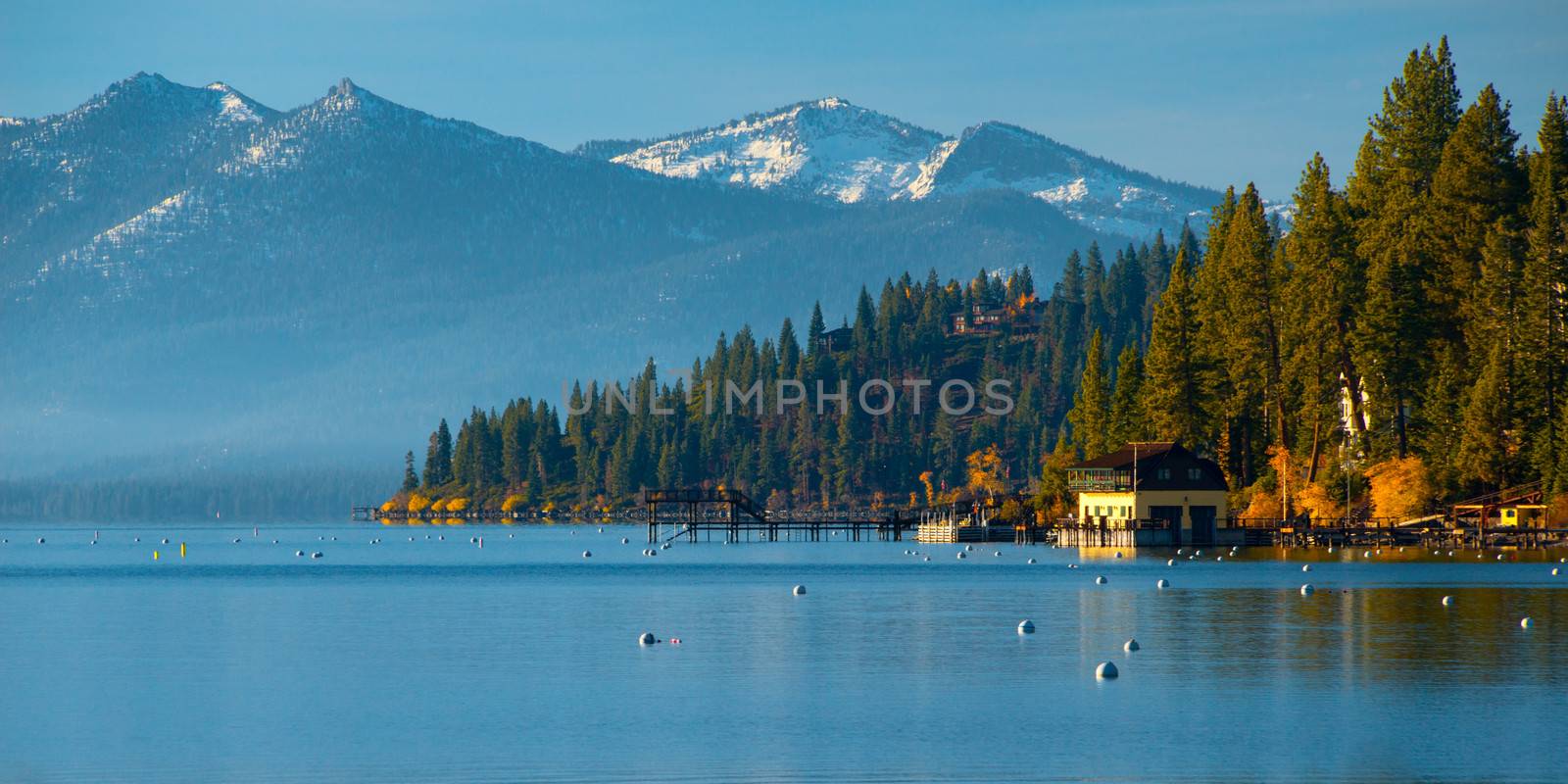 Trees in a forest at the lakeside, Carnelian Bay, Lake Tahoe, California, USA