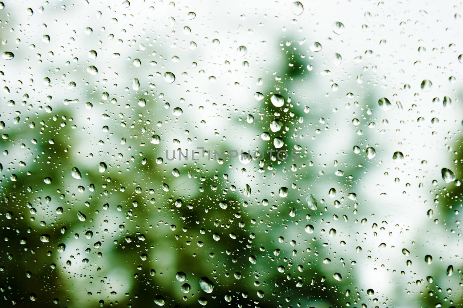 Drops of rain on glass on background of trees