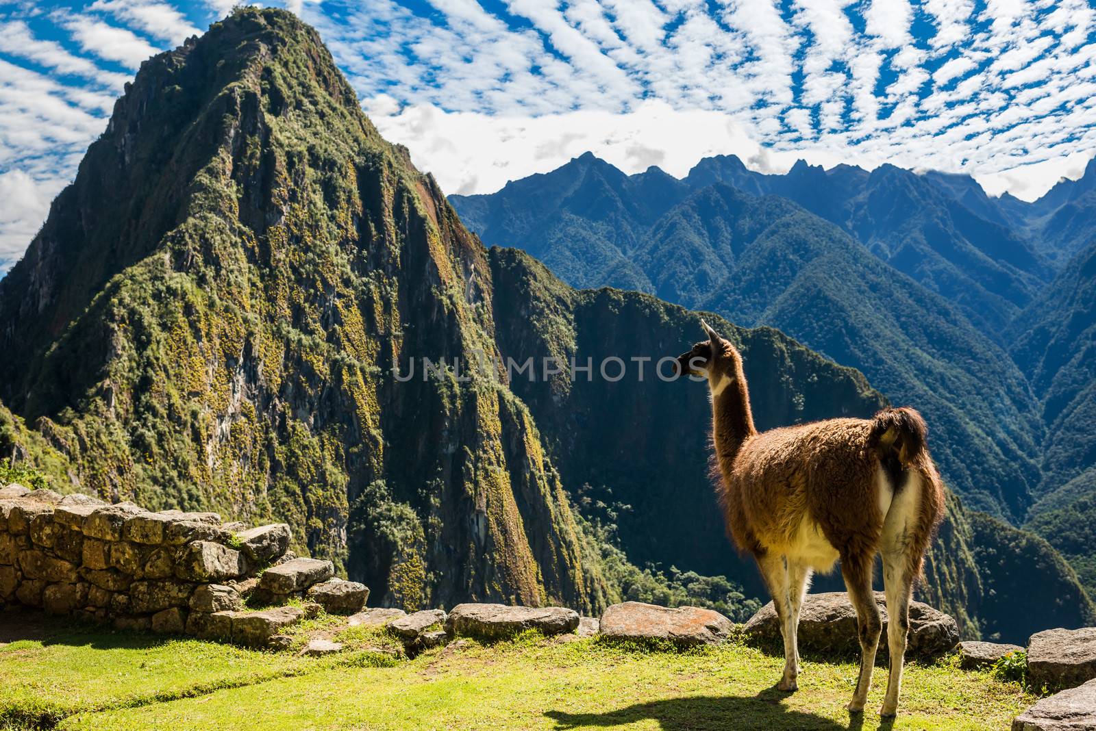 Llama at Machu Picchu, Incas ruins in the peruvian Andes at Cuzco Peru