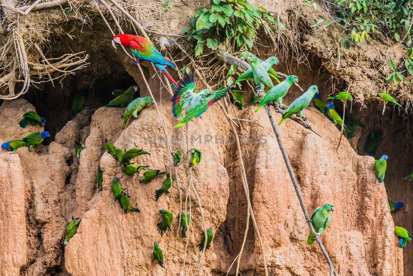 macaws and parrots in clay lick in the peruvian Amazon jungle at Madre de Dios Peru