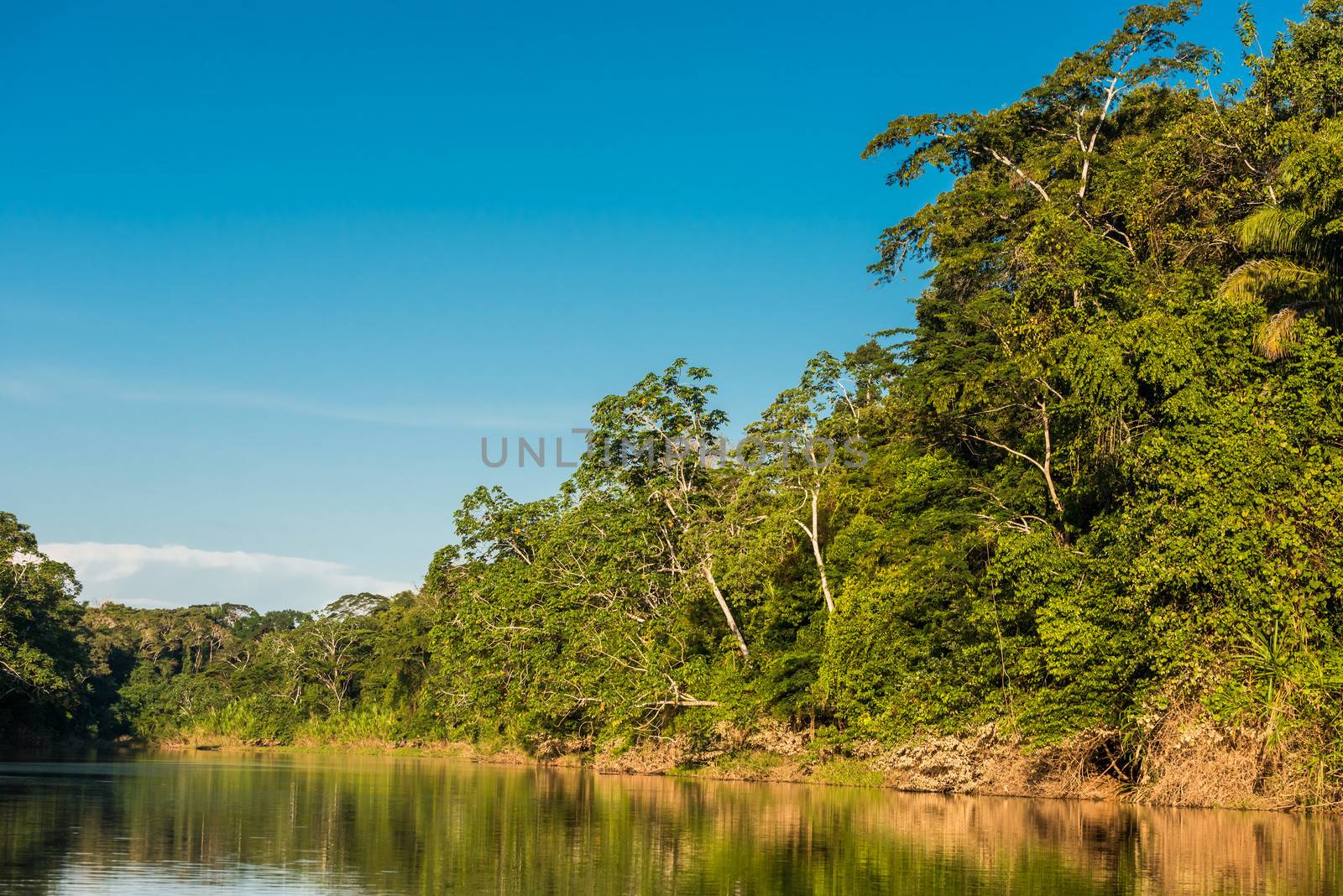 heath river in the peruvian Amazon jungle at Madre de Dios
