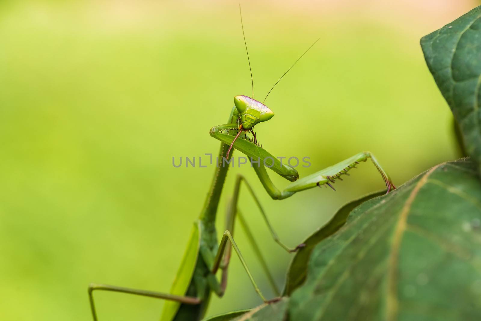 praying mantis in the peruvian Amazon jungle at Madre de Dios Pe by PIXSTILL