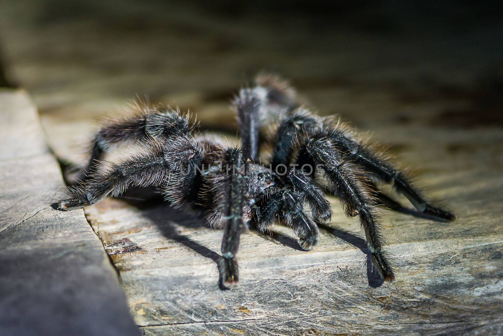 black tarantula in the peruvian Amazon jungle at Madre de Dios P by PIXSTILL