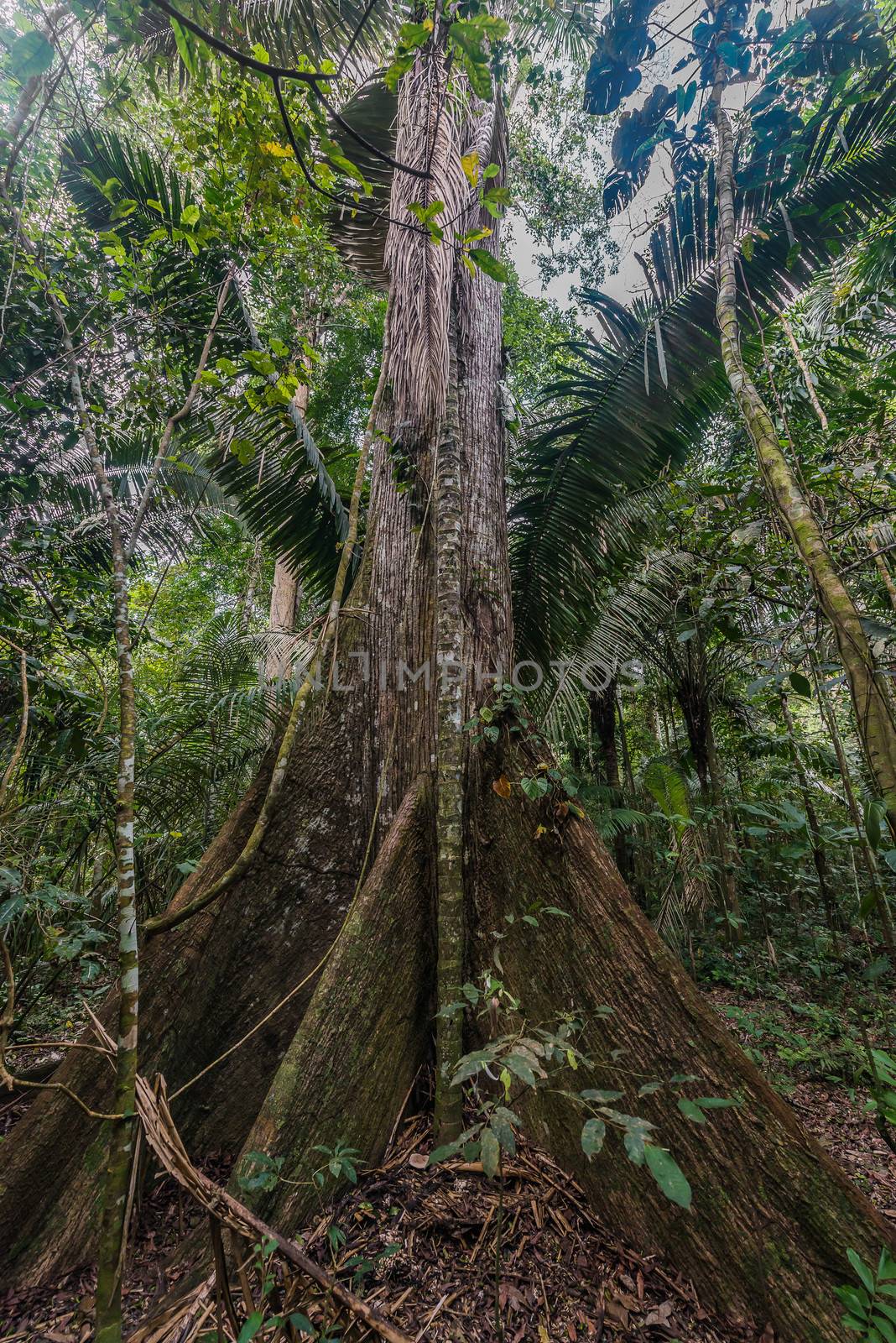 big tree in the peruvian Amazon jungle at Madre de Dios Peru by PIXSTILL