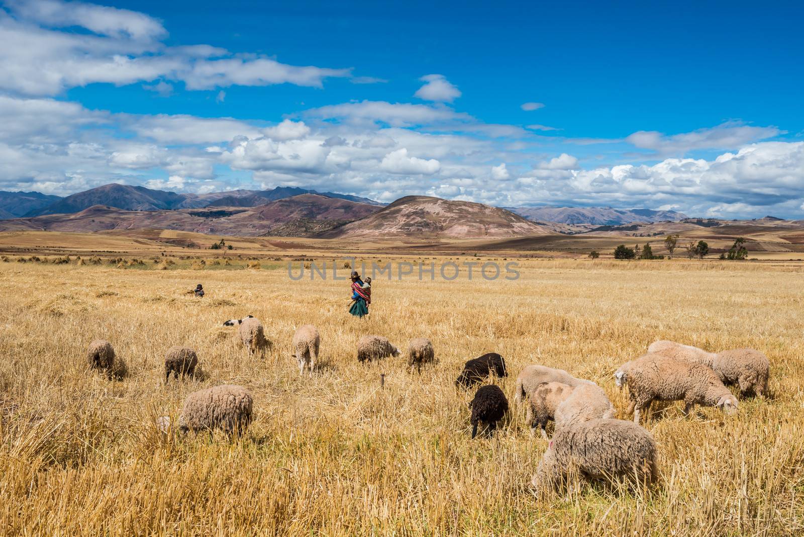 woman shepherd peruvian Andes  Cuzco Peru by PIXSTILL