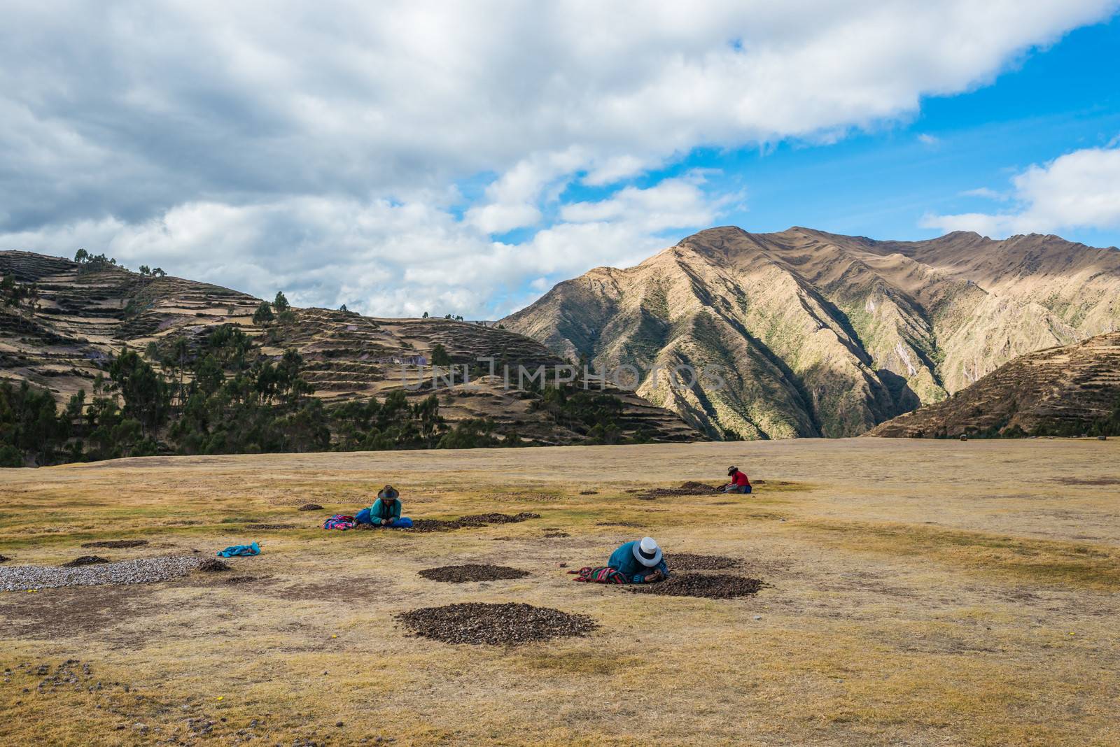 Chincheros, Peru - July 23, 2013: women collecting moraya at Chincheros town in the peruvian Andes at Cuzco Peru on july 23, 2013