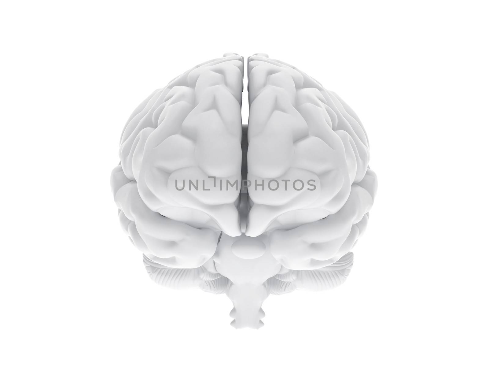 3d human brain by rook