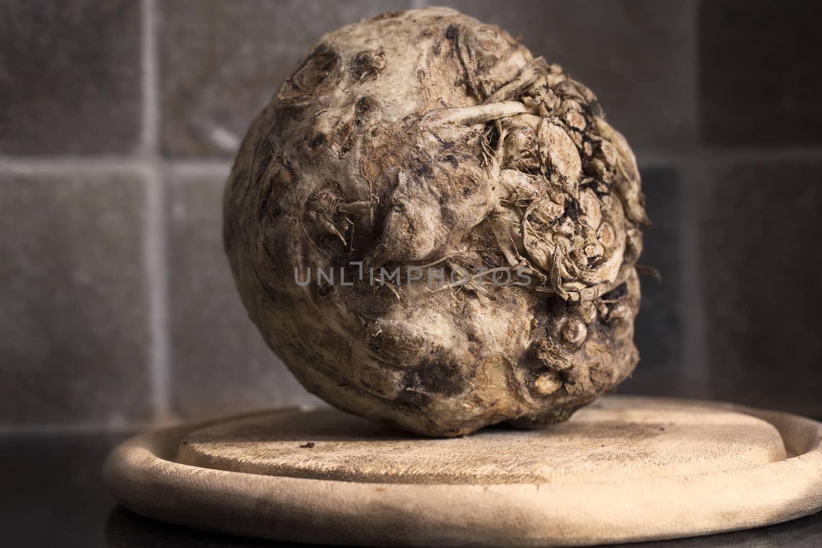 Celeriac, root vegetable recently harvested.