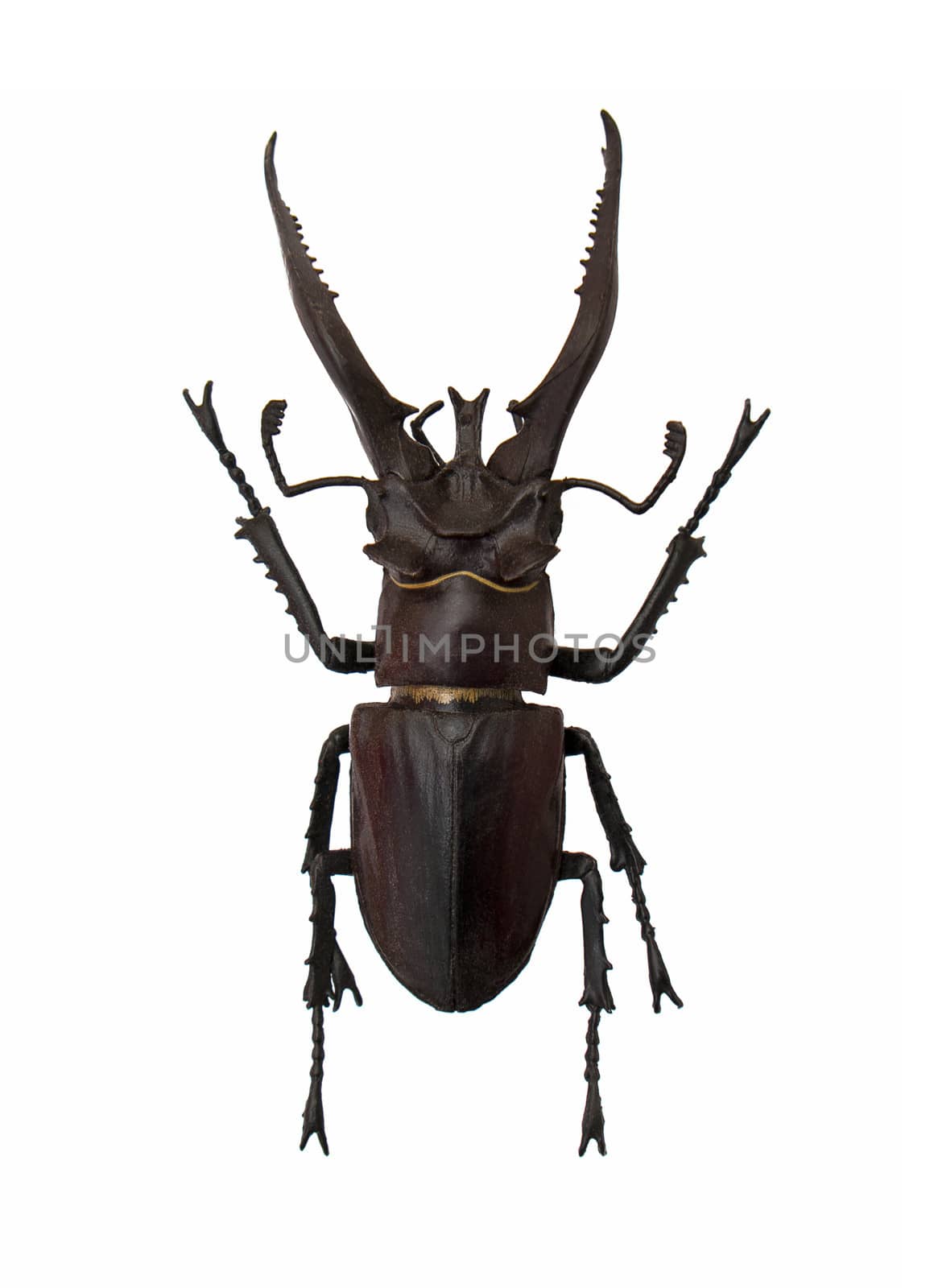 Beetle Lucanus hermani isolated on the white background