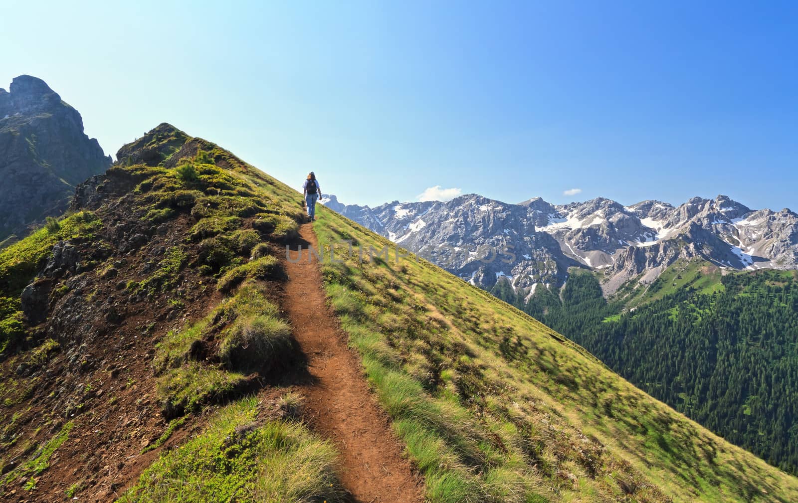 hiker in action on alpine ridge, on background San Nicolo' valley, Trentino, Italy