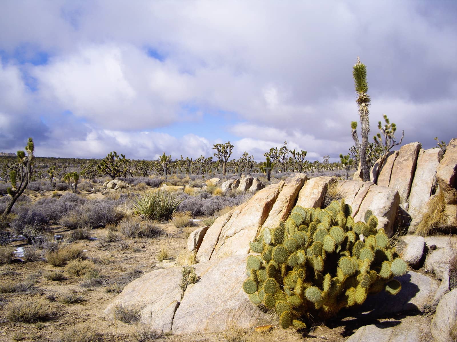 Joshua Tree Forest by emattil