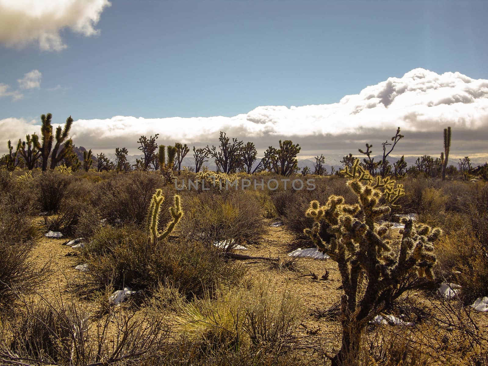 Storm gathers over desert in Nevada