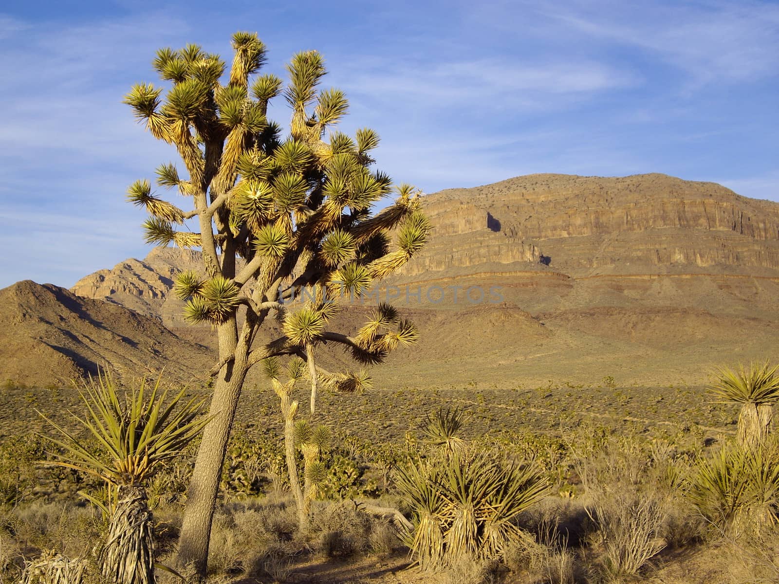 Desert Joshua Tree and Yucca  by emattil