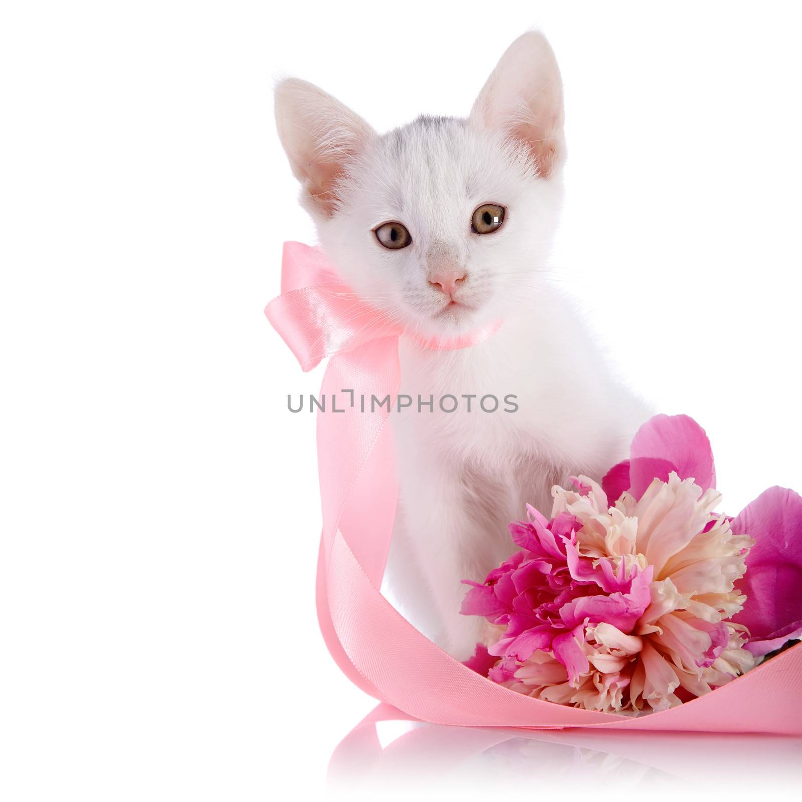 White kitten with a pink tape and a flower of a peony. by Azaliya