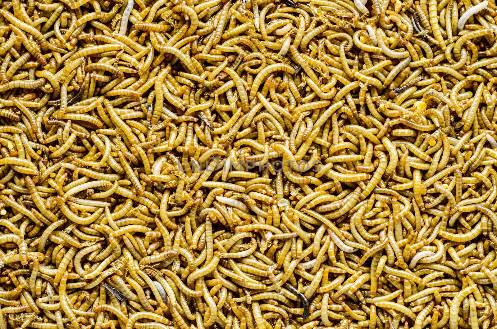 A scatter of mealworm larvae, used for feeding birds, reptiles or fish.
