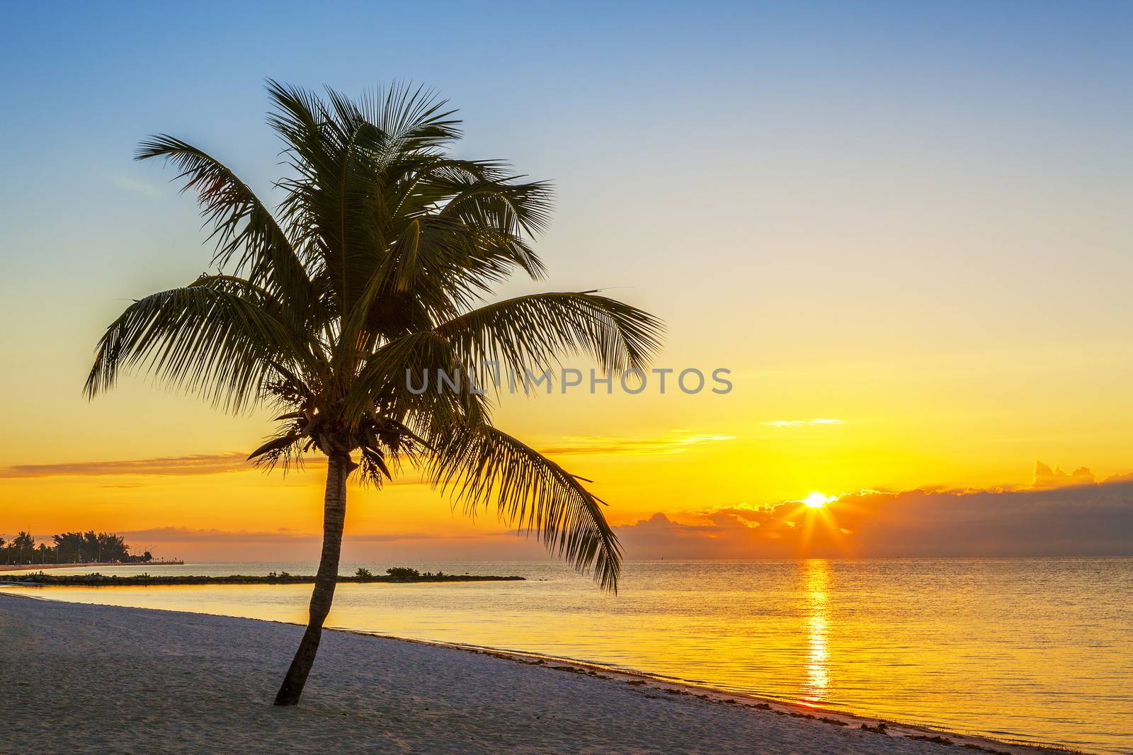 Beach with palm tree at sunset, Key West, USA