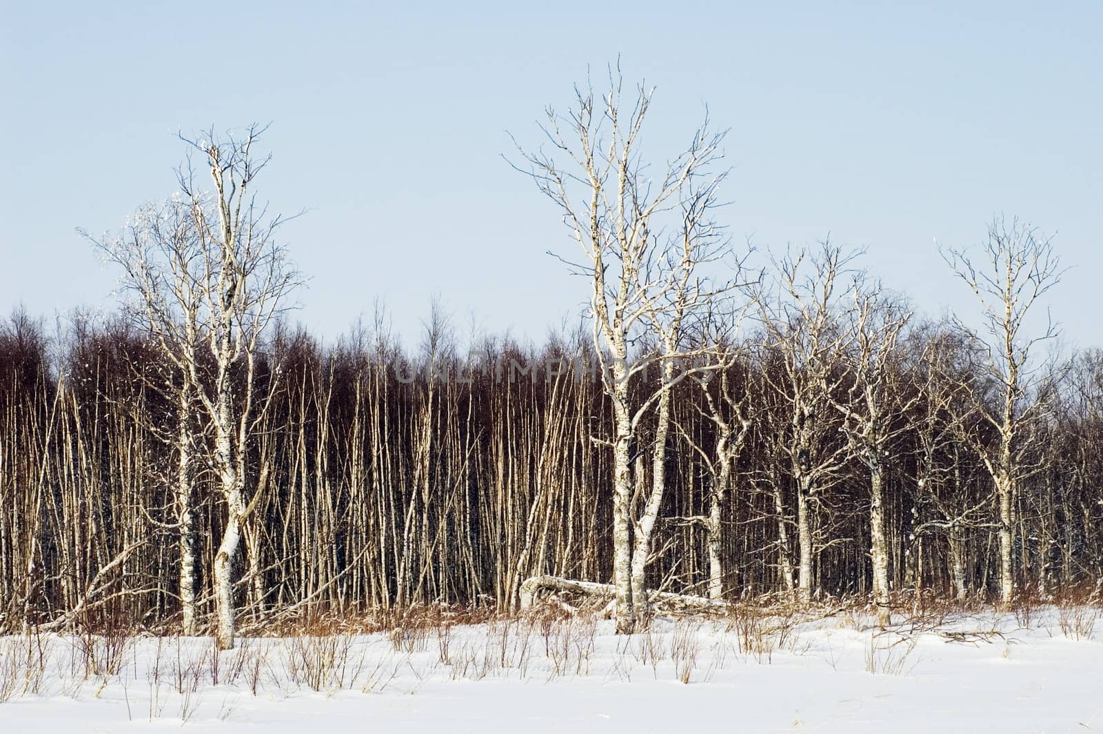 Birchwood in the winter. Russia.Islands in Ladoga Lake.