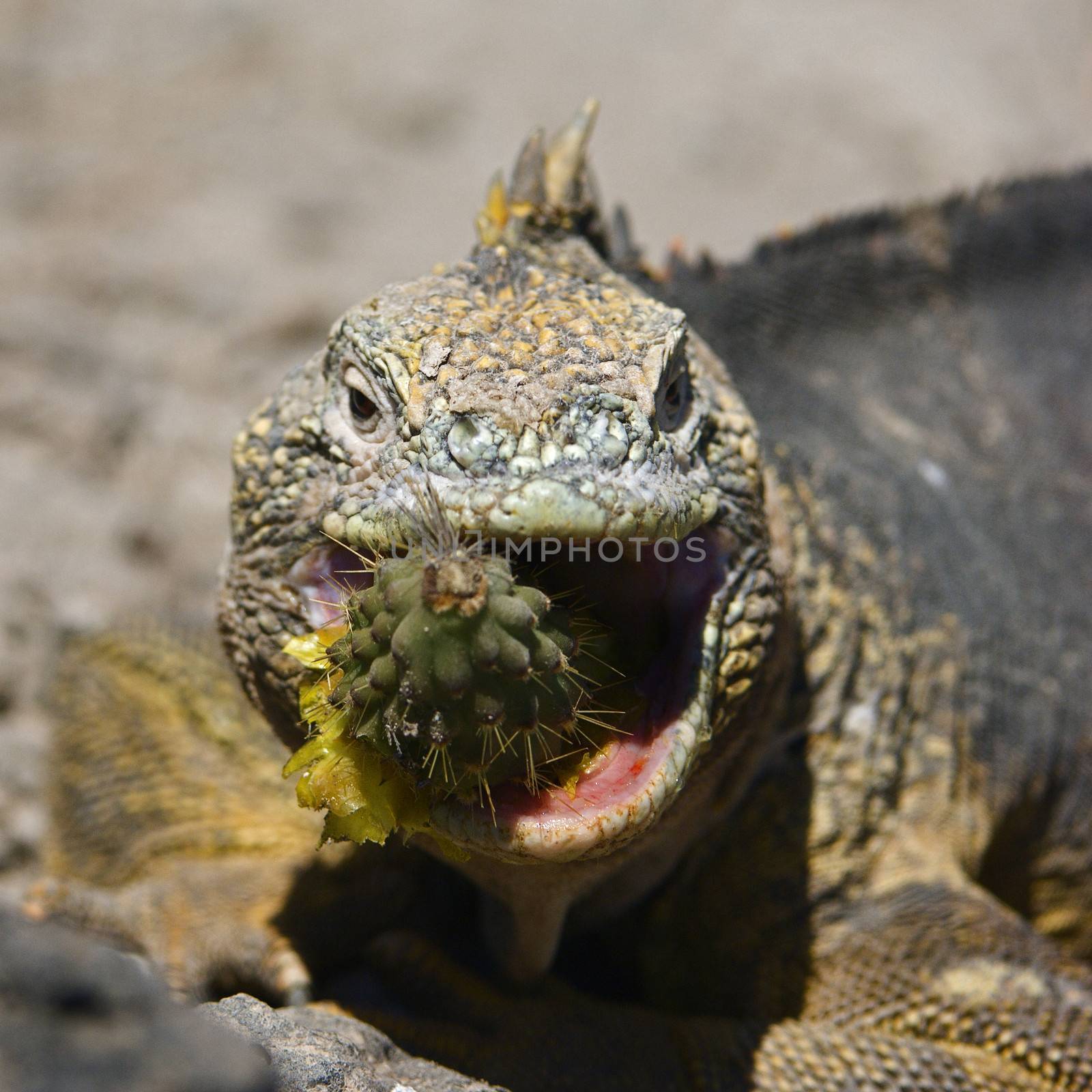 Sharp meal./ The Marine Iguana eats a prickly pear. The Marine Iguana (Amblyrhynchus cristatus) is an iguana found only on the Galapagos Islands. 
