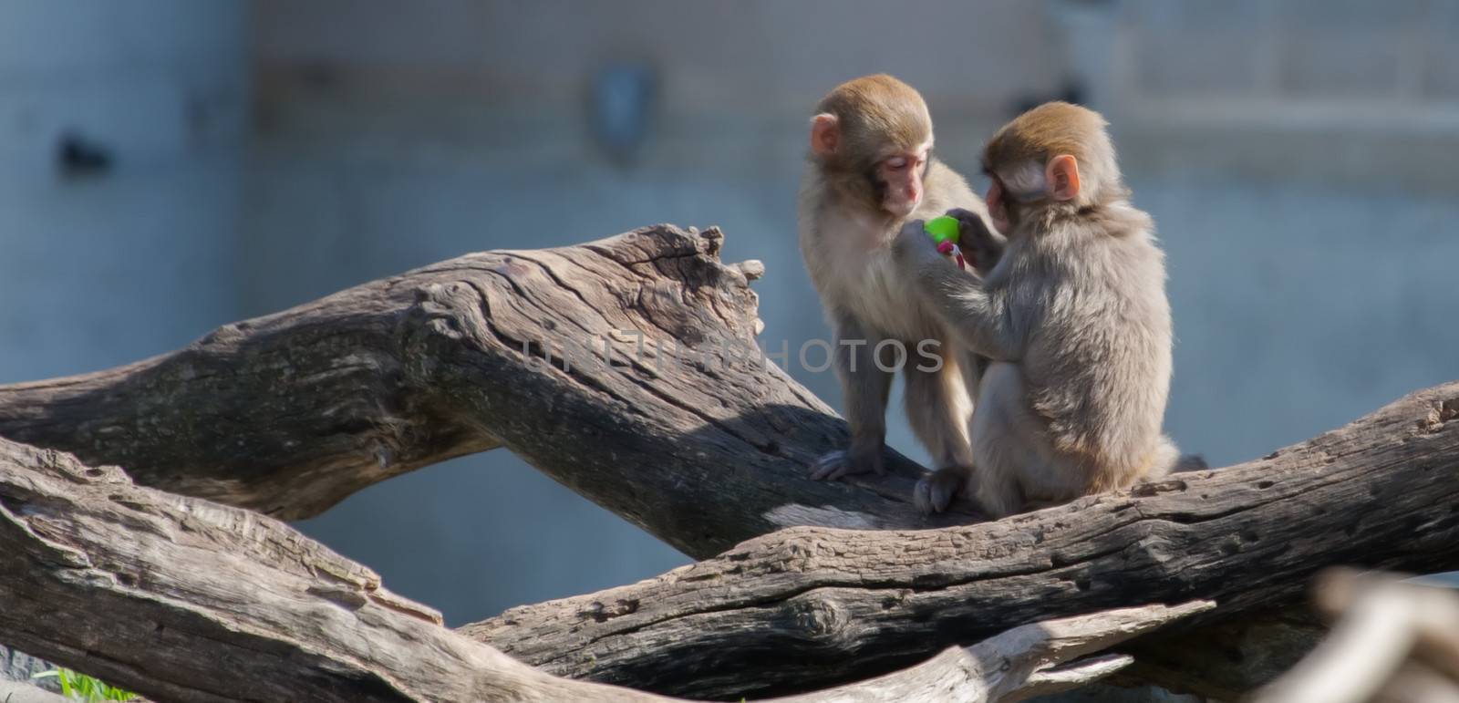 Macaque (Snow) Monkey's playing with a pacifier in soft focus by Coffee999