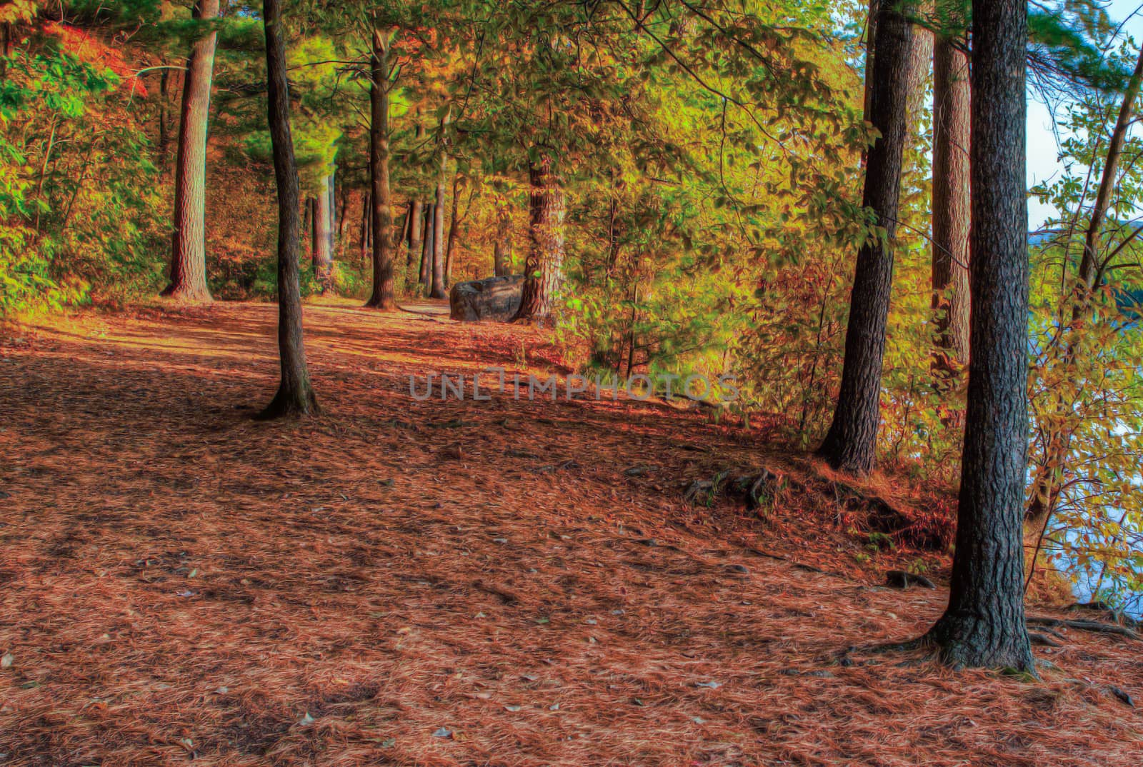 HDR landscape of a forest and pond in soft focus