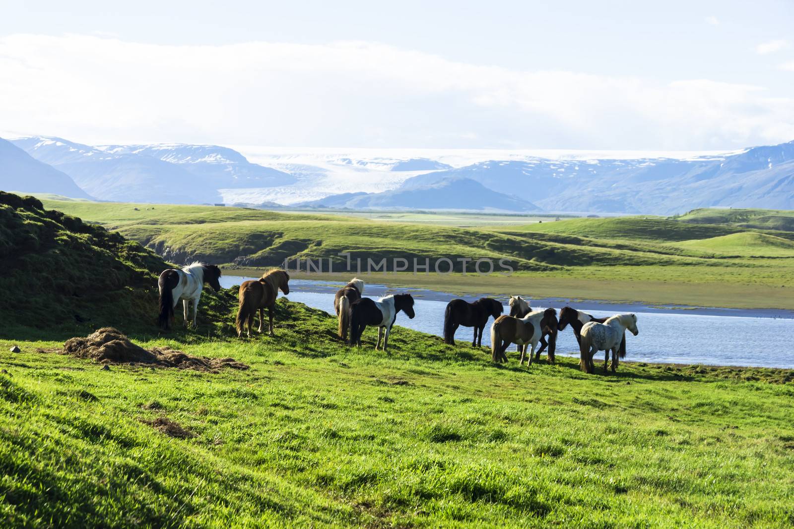 The Iceland horse, or even Icelanders Icelandic horse called, is a native of Iceland, versatile and sturdy ponies.