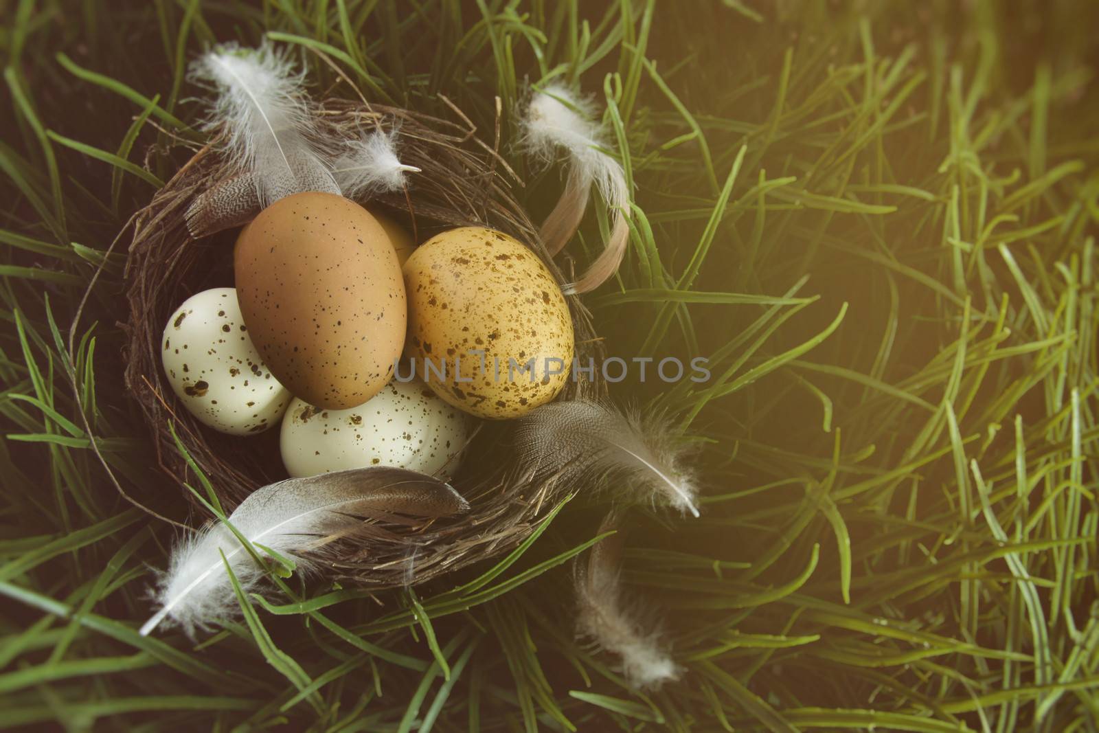 Nest with speckled eggs in the  green grass