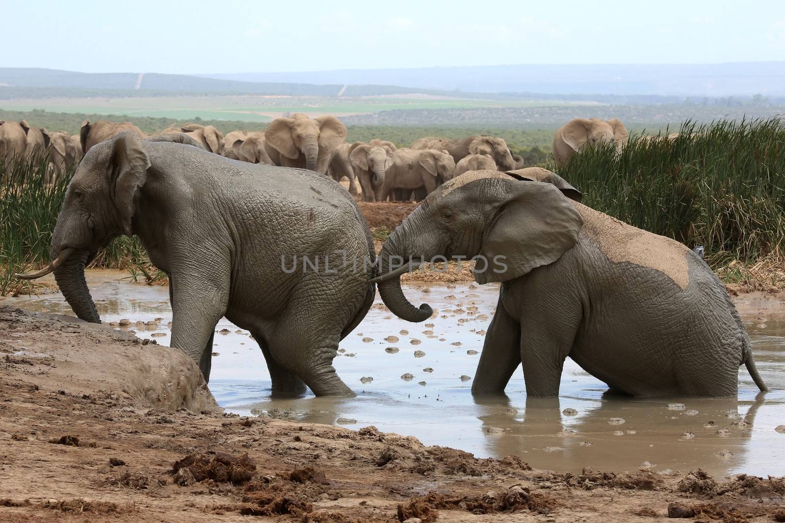 African elephants cooling off and playing in muddy water