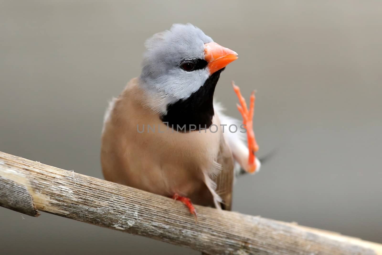 Scratching Heck's Grassfich bird with orange beak and black bib