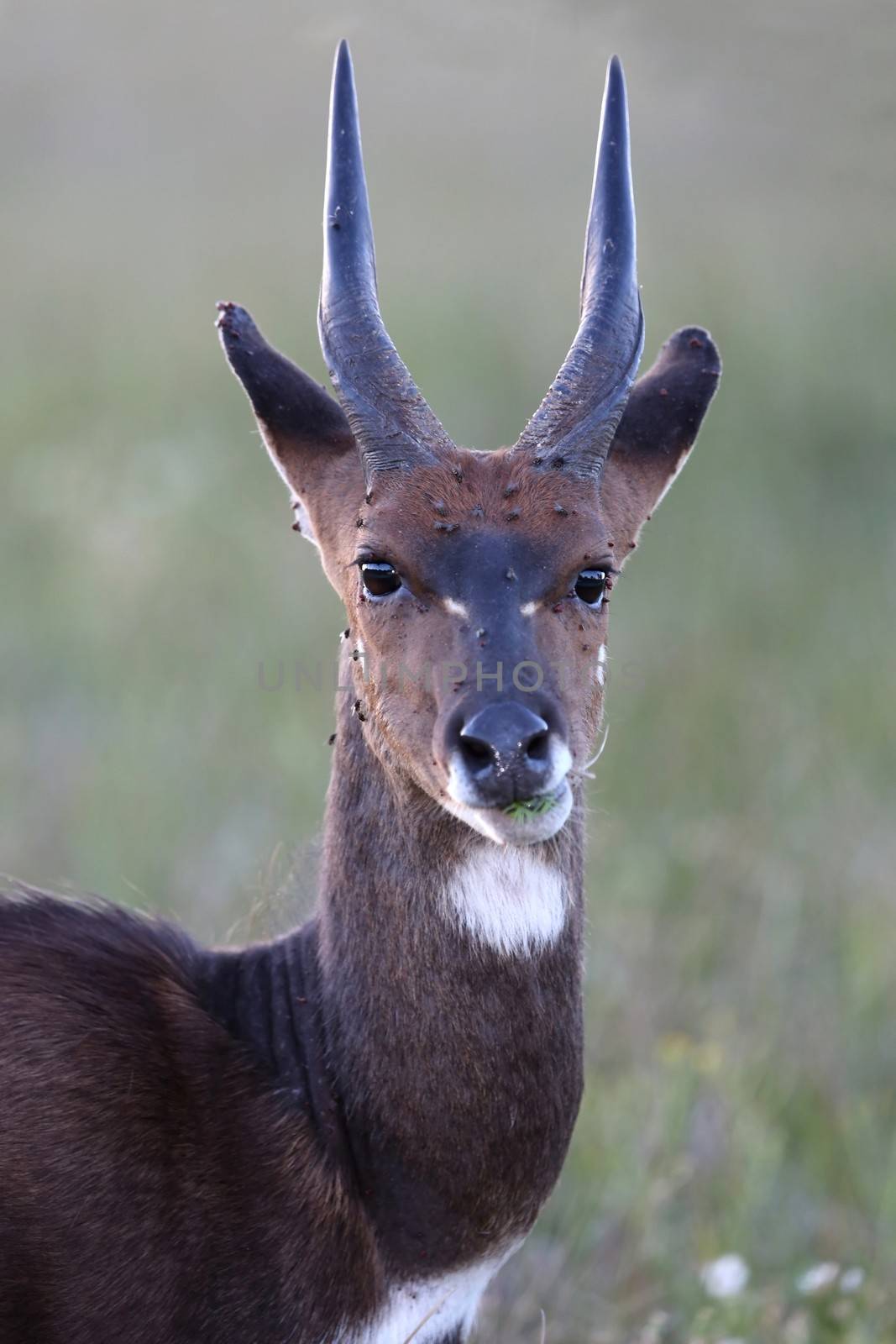 Shy Bushbuck antelope standing in the long African grass