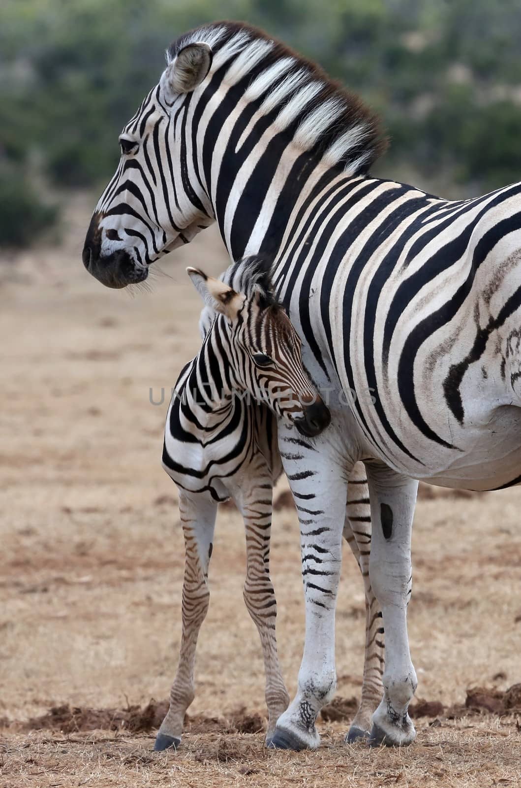 Baby Zebra and Mother by fouroaks